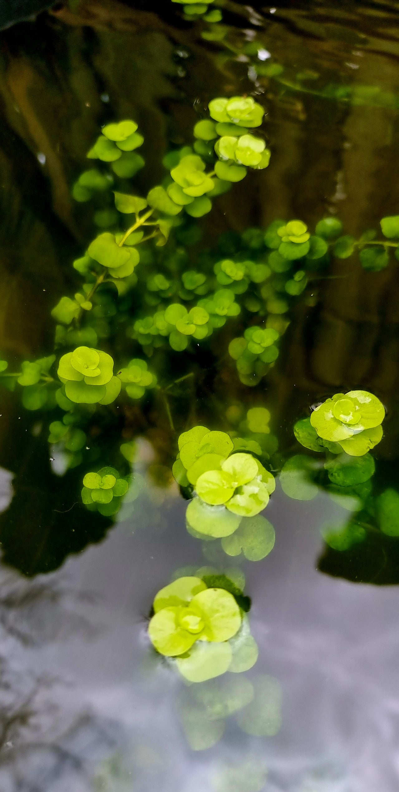 Edible Pond Plants | Aquatic Jungle